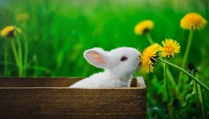 b体育下载-宁忠岩、张楚桐将担任米兰冬奥会开幕式中国体育代表团旗手